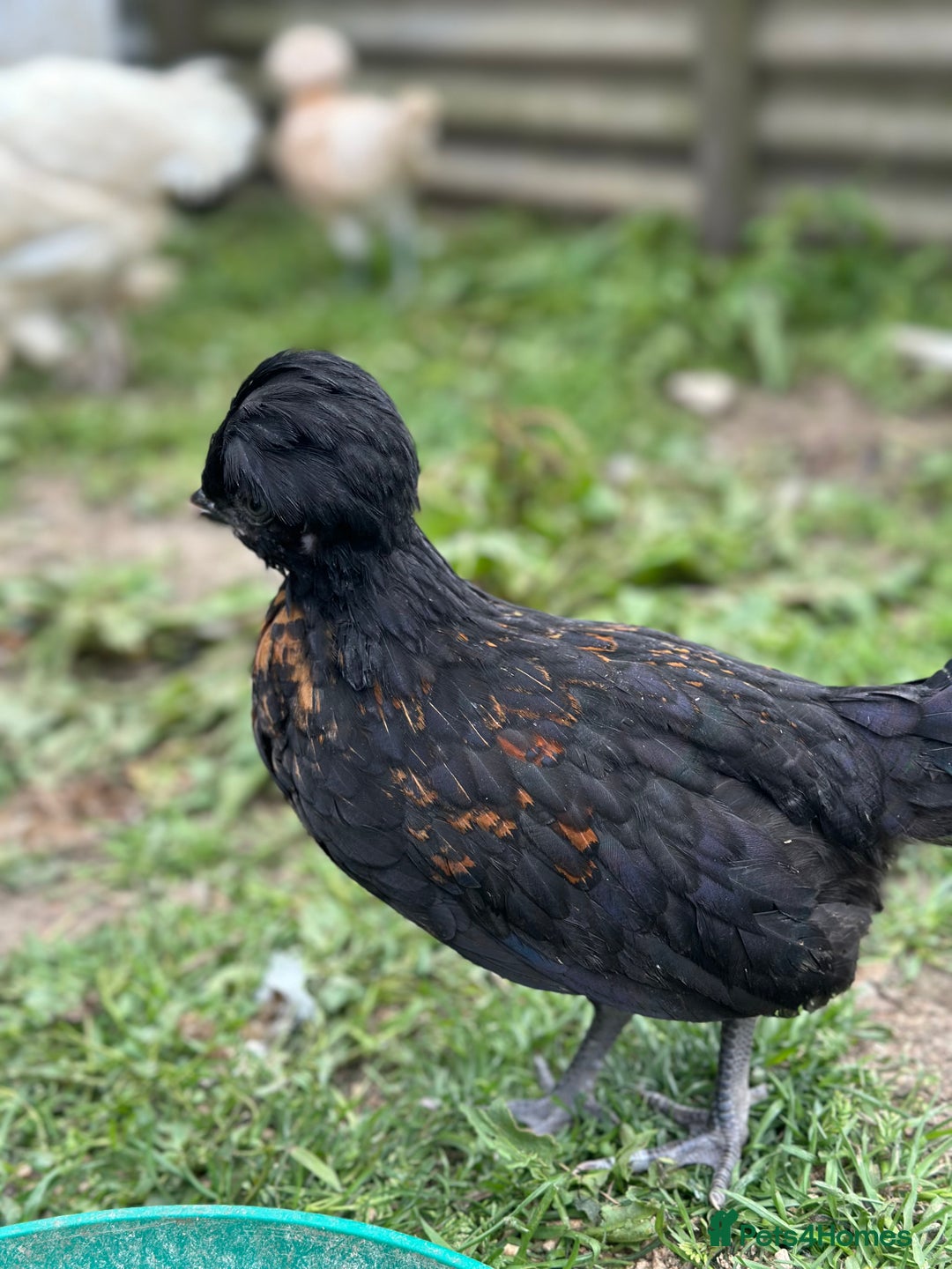 Chickens poultry for sale: Chickens hens polish baby young bantam  in Wimborne - Image 18