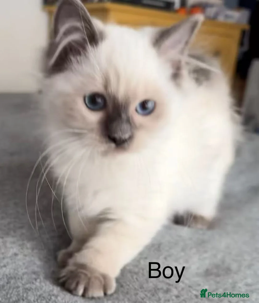 Ragdoll cats for sale: 2 Ragdoll kittens - Advert 2