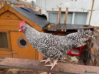 Chickens poultry for sale: Handsome Speckledy Rooster 🐓 - Advert 1