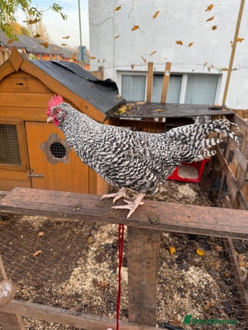 Chickens poultry - Advert 13