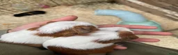 Guinea Pig rodents for sale: Gorgeous guinea pigs  - Advert 8