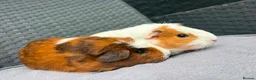 Guinea Pig rodents for sale: Sows and Trio of Boars  - Advert 20