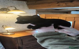 Scottish Terrier dogs for sale: Kc registered scottish terrier pups  - Image 2