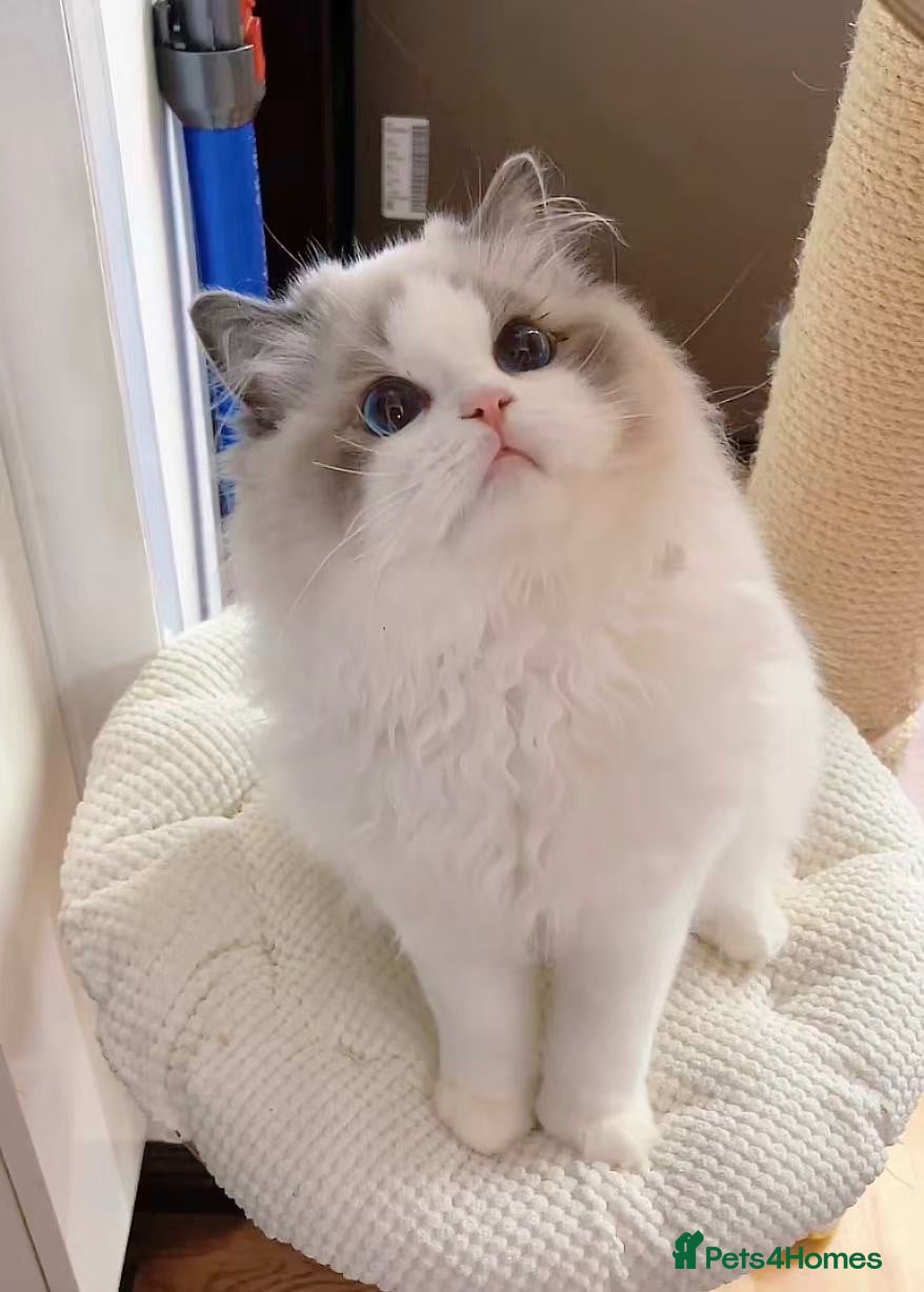 Ragdoll cats blue bicolour boys and girls available  - Advert 1