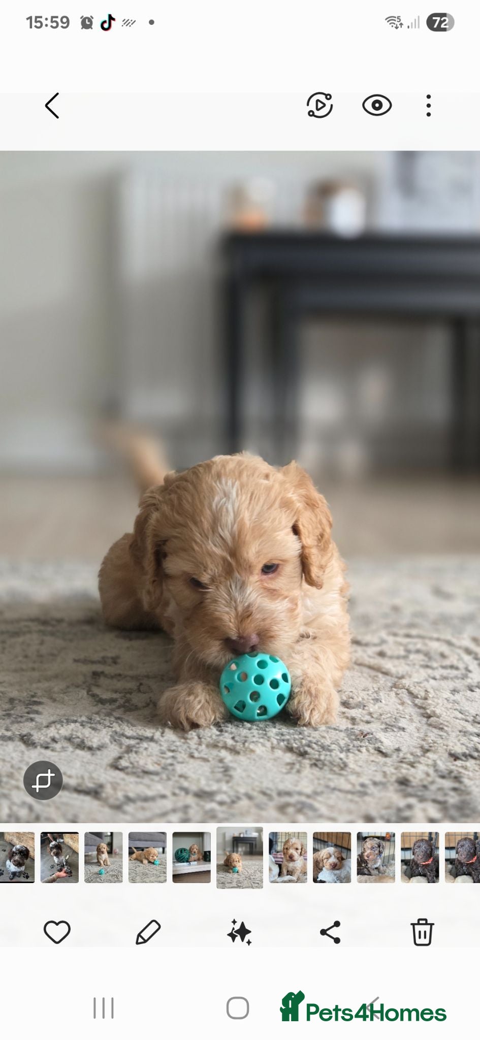 Cockapoo dogs Our Beautiful litter of F1 Cockapoo puppies  - Advert 1