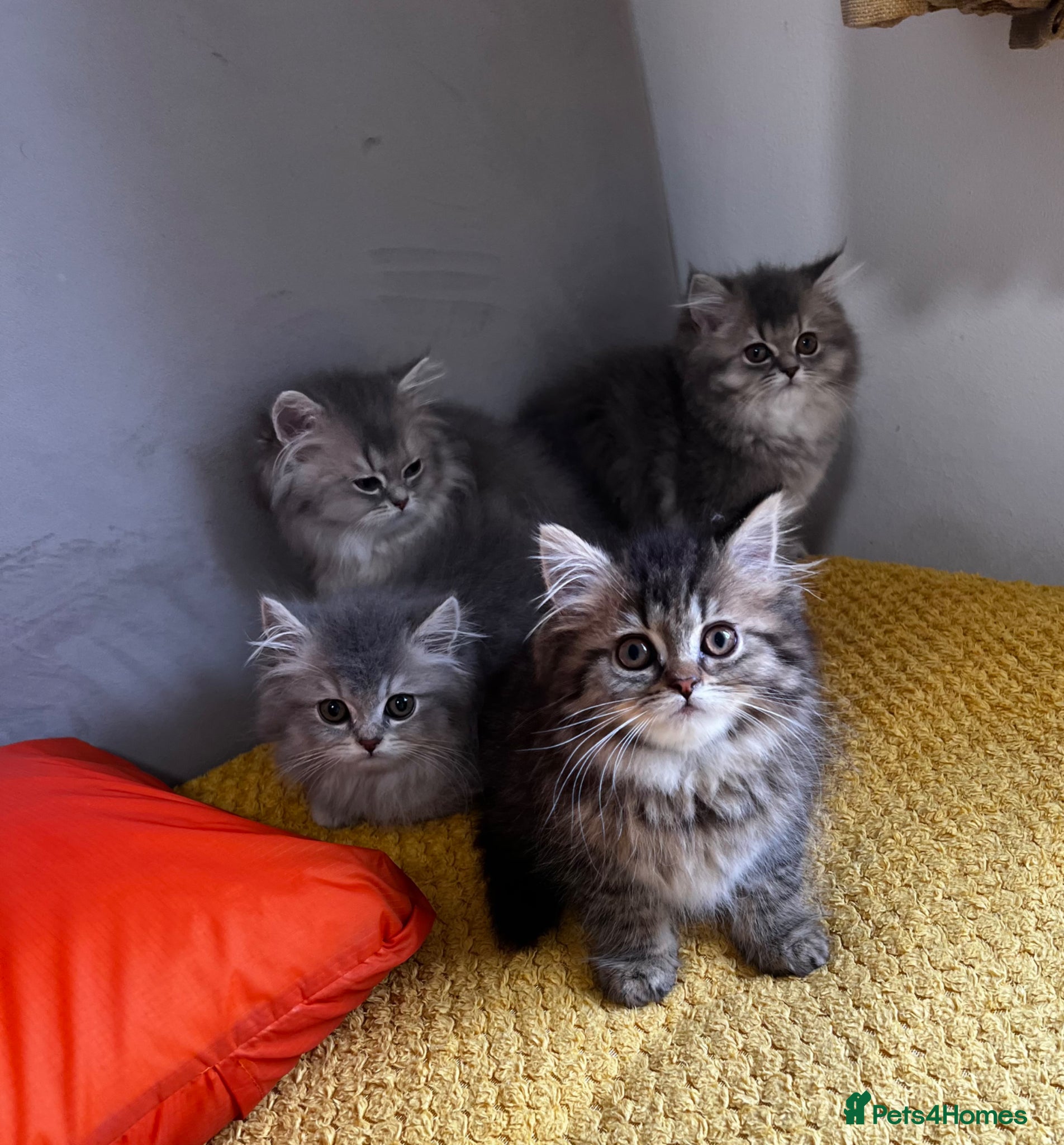 British Longhair cats GCCF & TICA B.L.H Kittens - Advert 6