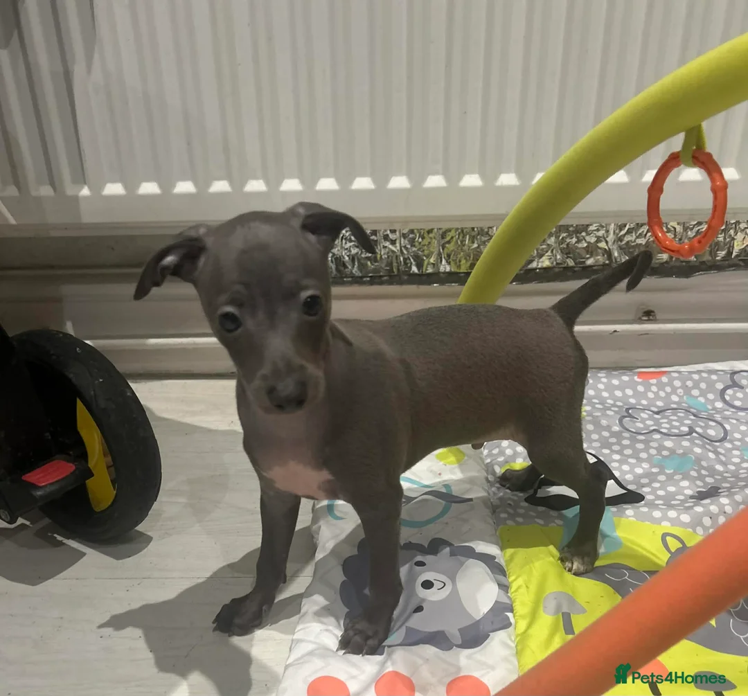 Italian Greyhound dogs for sale: 20 th feb KC reg quality  Just 1 blue boy & girl - Advert 25