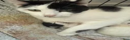 Mixed Breed cats for sale: Kittens for sale  in Northampton - Advert 1