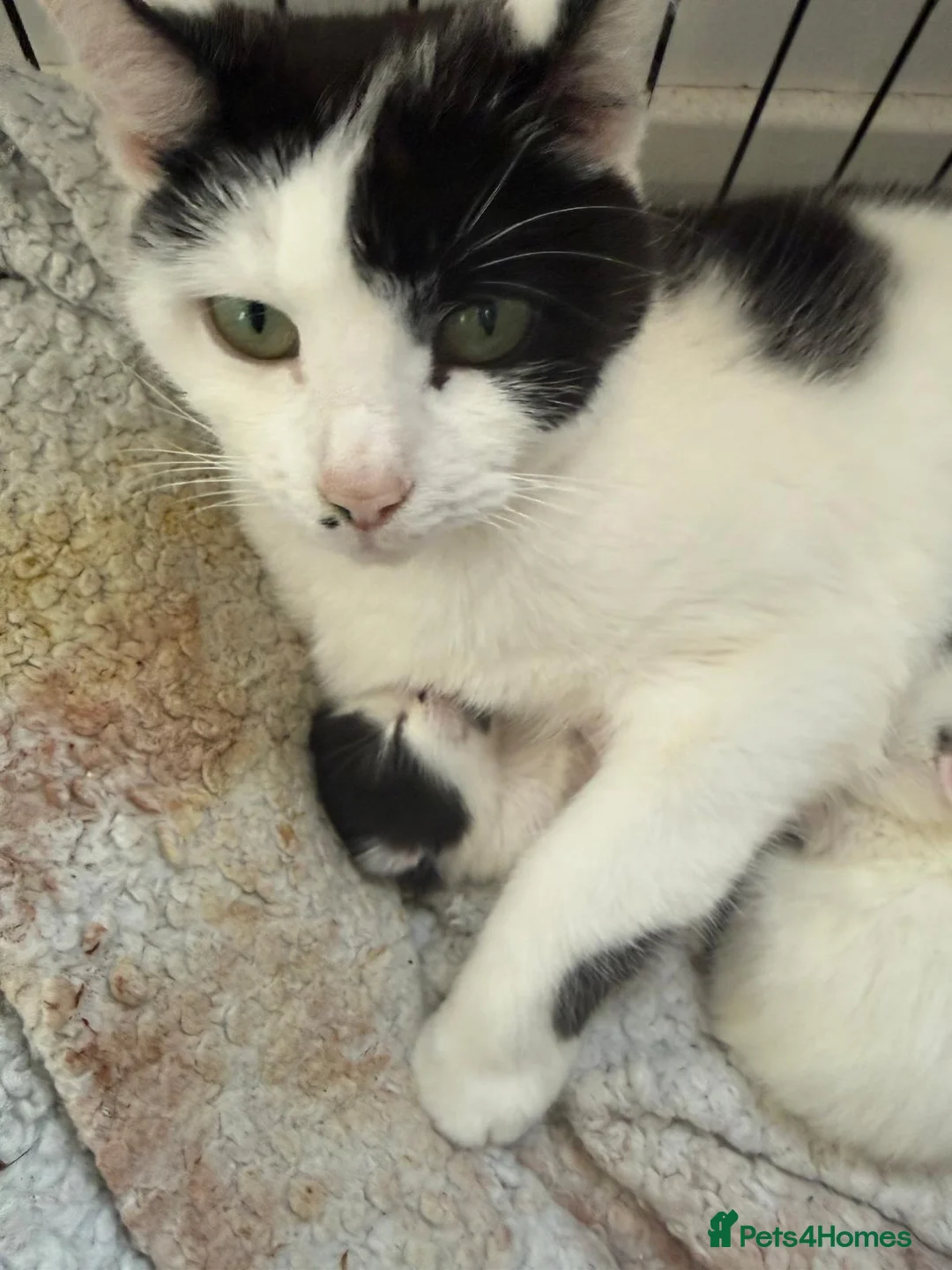Mixed Breed cats for sale: Kittens for sale  in Northampton - Advert 1