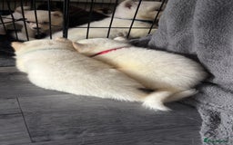 Akita dogs for sale: 4 American Akita puppies left. Ready 13th august! - Image 5