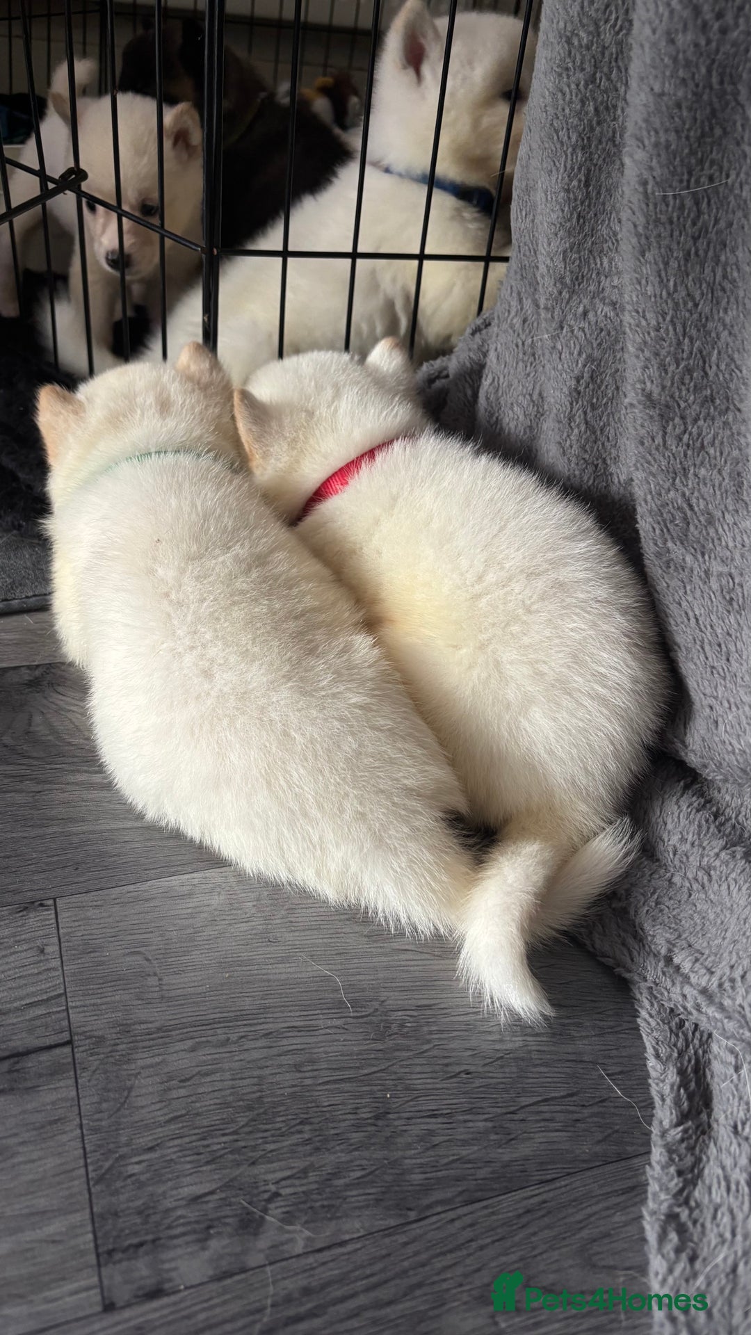Akita dogs for sale: 4 American Akita puppies left. Ready 13th august! - Image 5