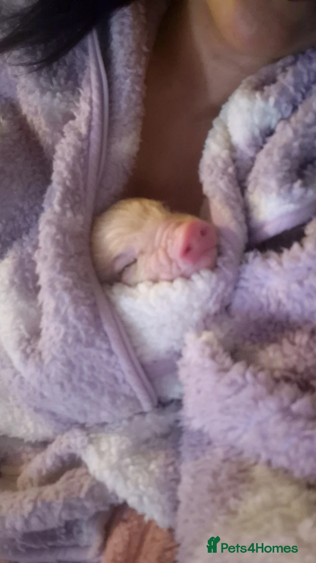 Pig livestock for sale: Mini pig - Advert 3