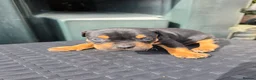 Mixed Breed dogs for sale: Mixed breed  - Advert 11