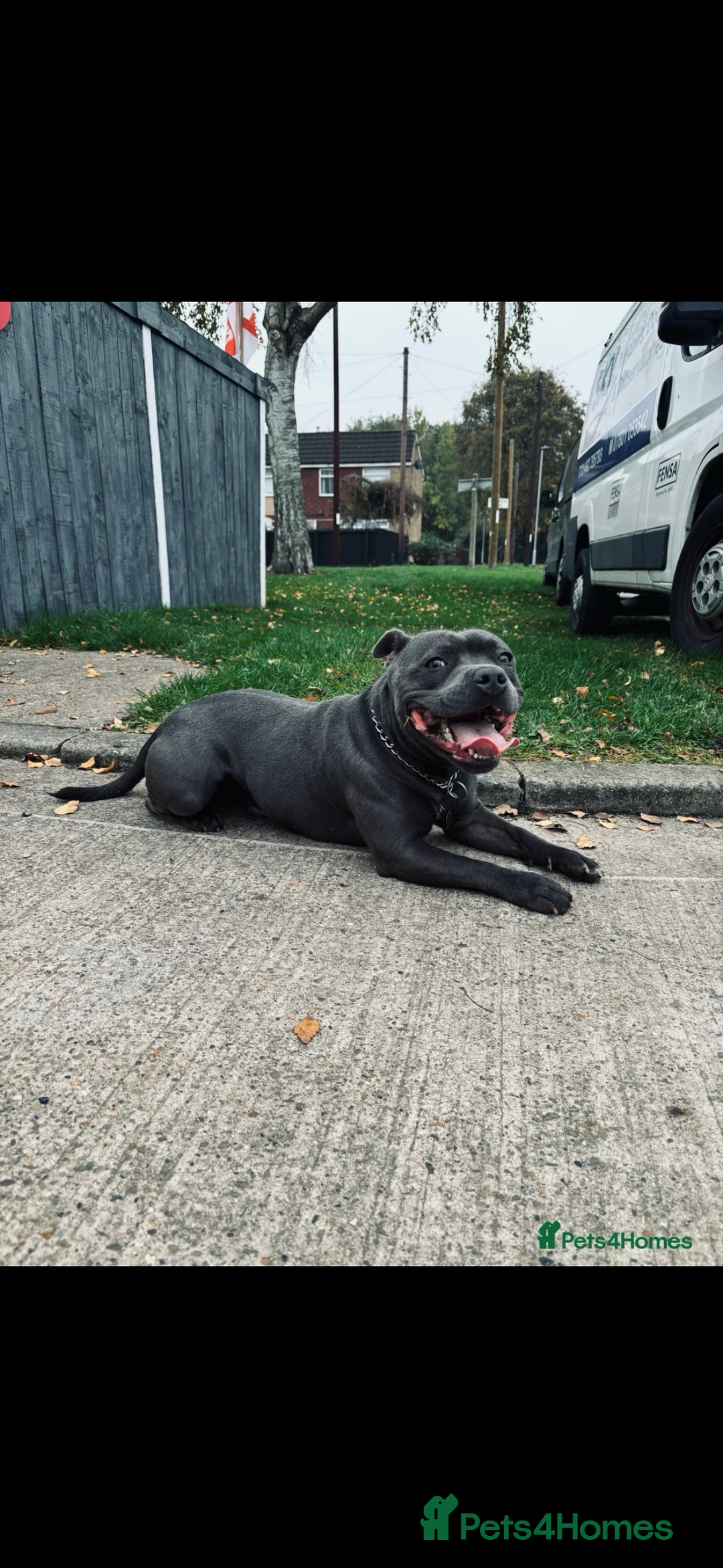 Staffordshire Bull Terrier dogs for stud: Blue Staffy For Stud proven KC  - Advert 3