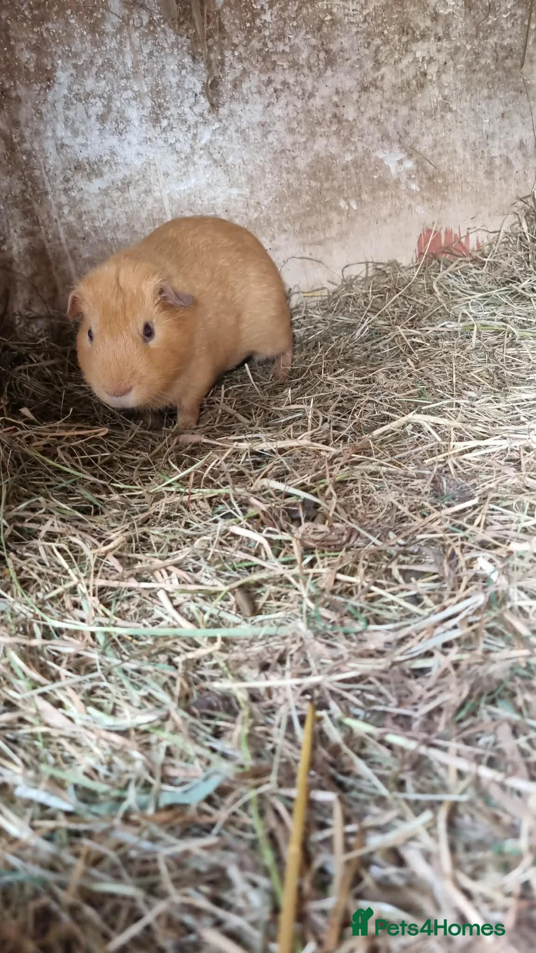 Guinea Pig rodents for sale: 1x male guineapig nearly 4 months old  - Advert 1