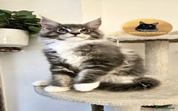Maine Coon cats for sale: READY NOW~ 1 loving boy left  - Image 2