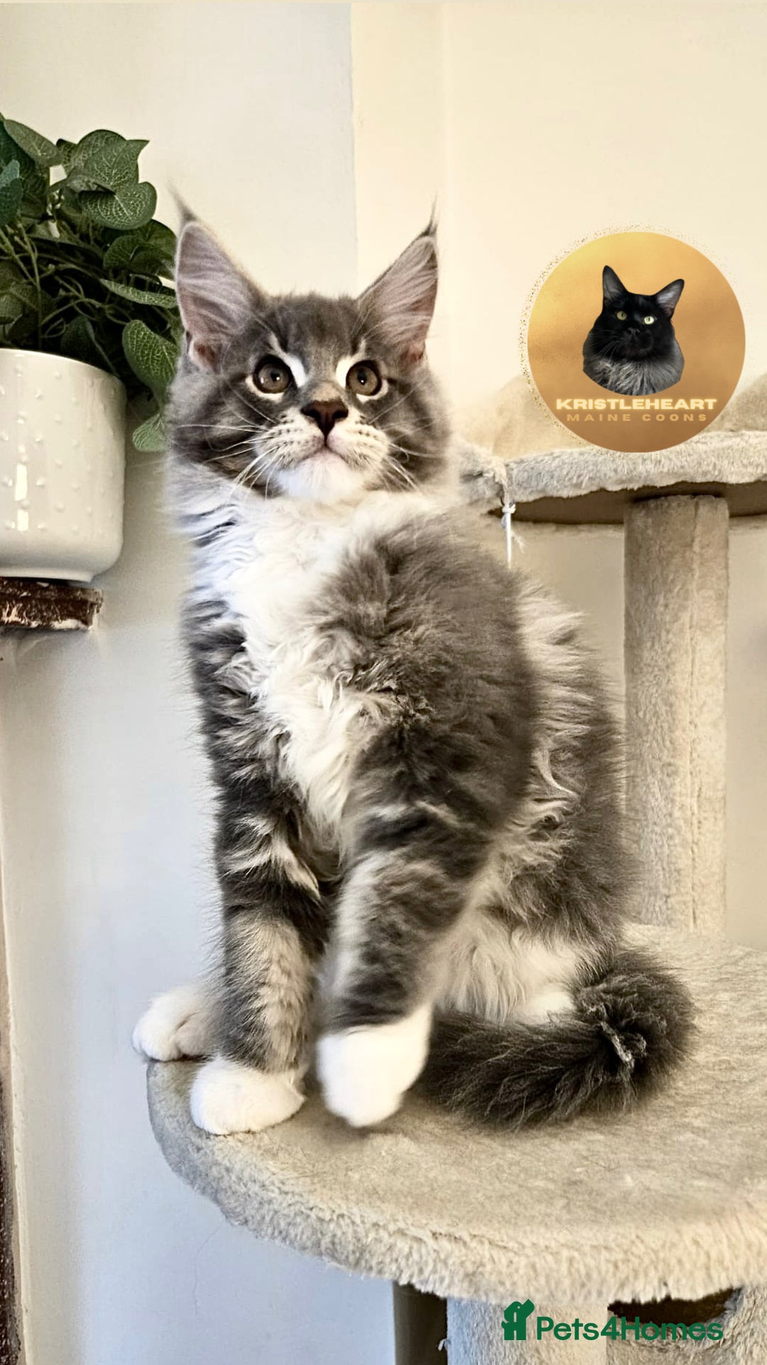 Maine Coon cats for sale: READY NOW~ 1 loving boy left  - Image 2