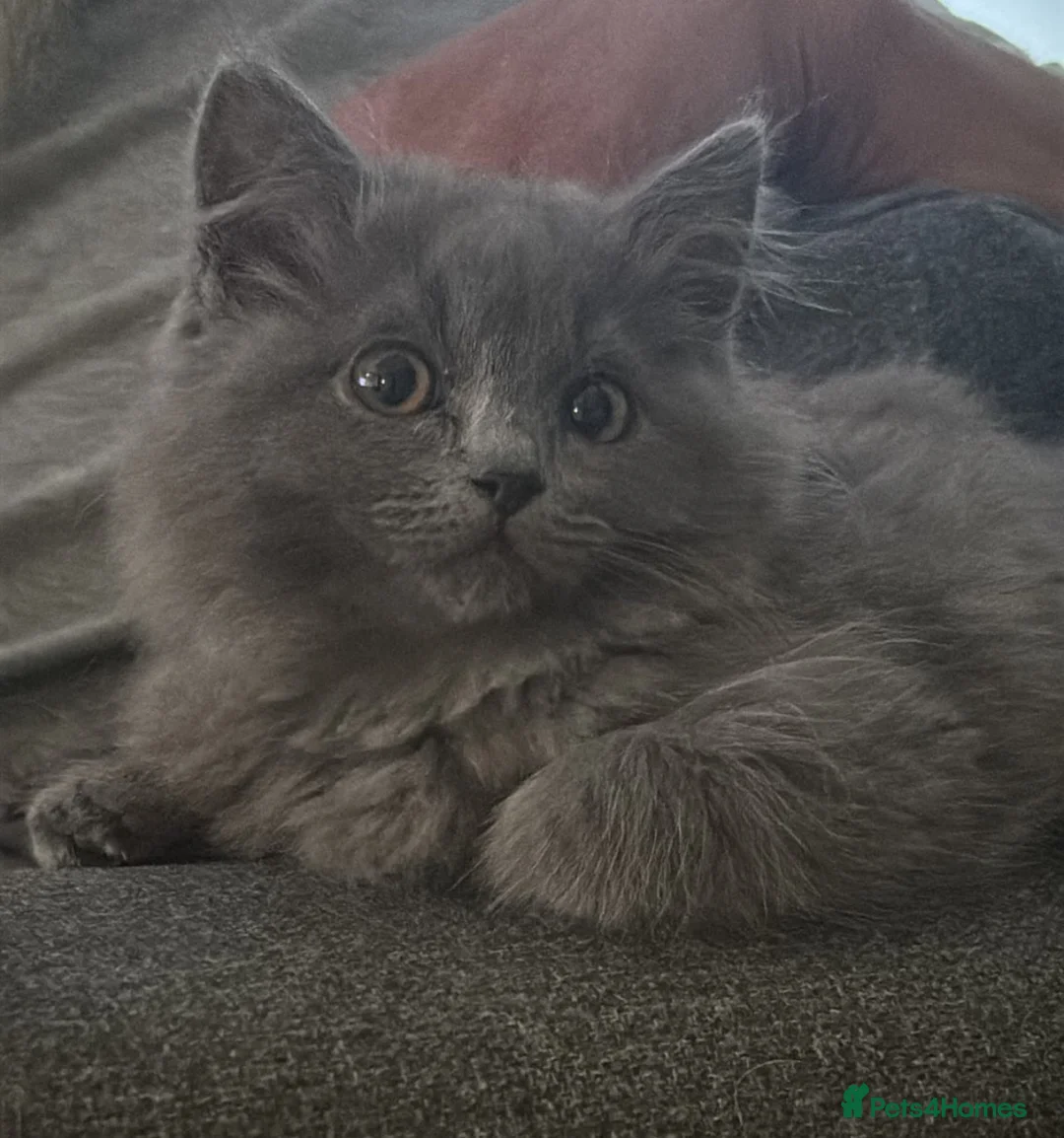 Ragdoll cats for sale: ragdoll kittens  and British shorthair available  - Advert 2
