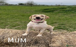 Labrador Retriever dogs for sale: KC registered labs ready to leave now *2 left* - Image 11