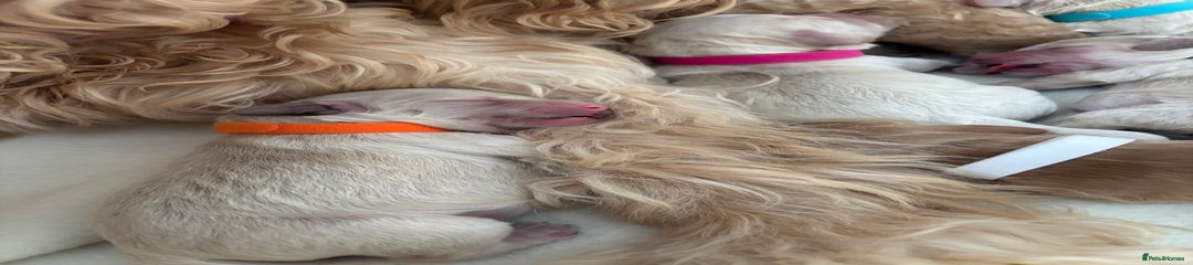 Cockapoo Puppy 5