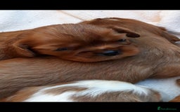 Cavalier King Charles Spaniel dogs for sale: Cavalier king charles spaniel  - Image 4