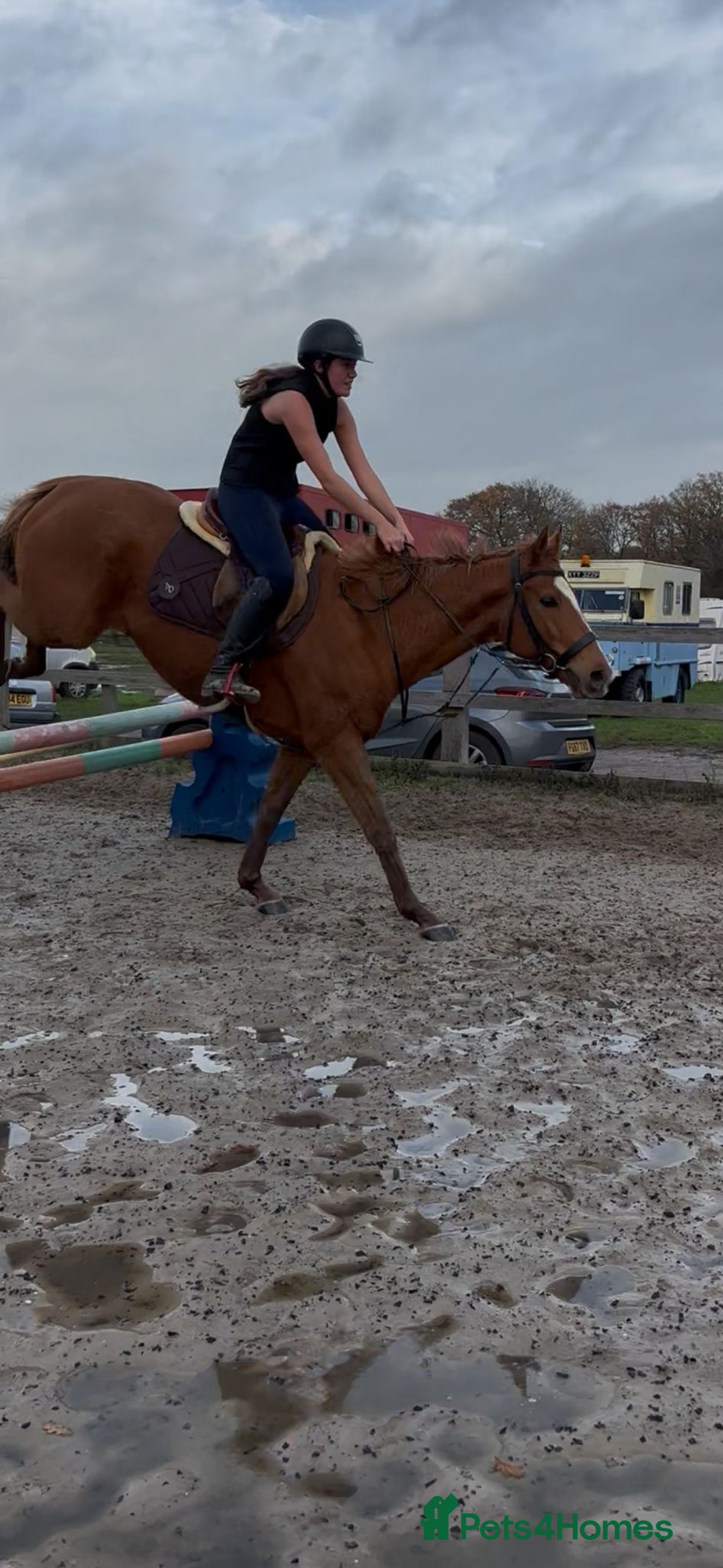 English Thoroughbred horses for sale: Super safe anyones ride - Advert 5