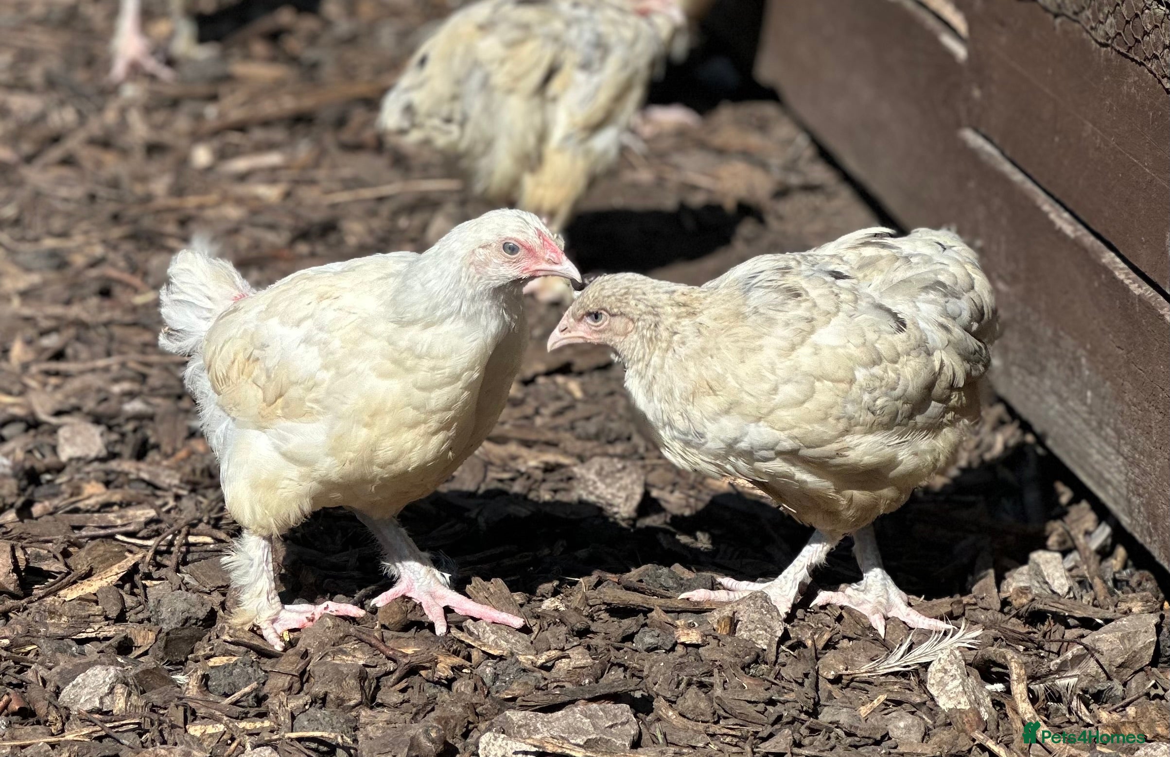 Chickens poultry Splash Marans Pure Breeds - Dark Brown Eggs - Advert 19