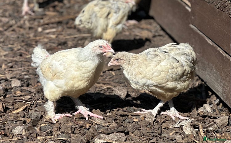 Chickens poultry - Advert 5