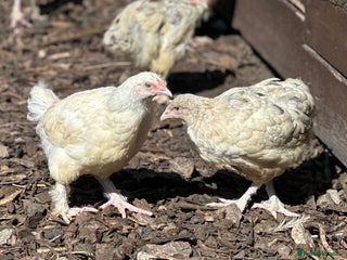 Chickens poultry - Advert 22