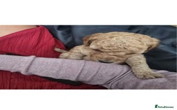 Sproodle dogs for sale: 2nd generation 1/4springer 3/4poodle - Image 2