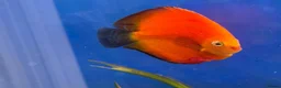 Discus fish for sale: 6 Large Discus  in Sutton - Advert 5