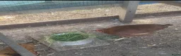 Chickens poultry for sale: Rhode Island Red hen for sale - Advert 2