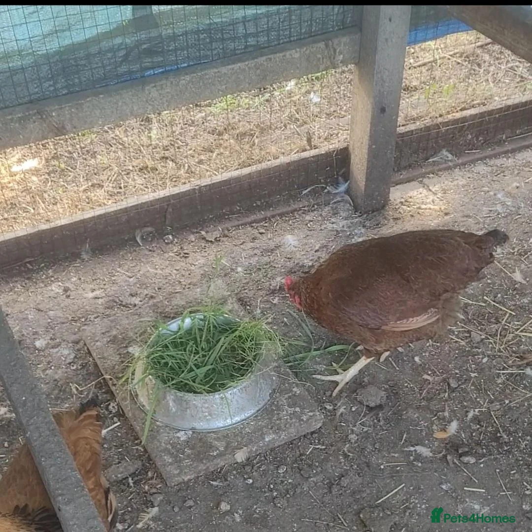 Chickens poultry for sale: Rhode Island Red hen for sale - Advert 2