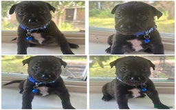 Mixed Breed dogs for sale: Staffy x Belgian Malinos  - Image 6