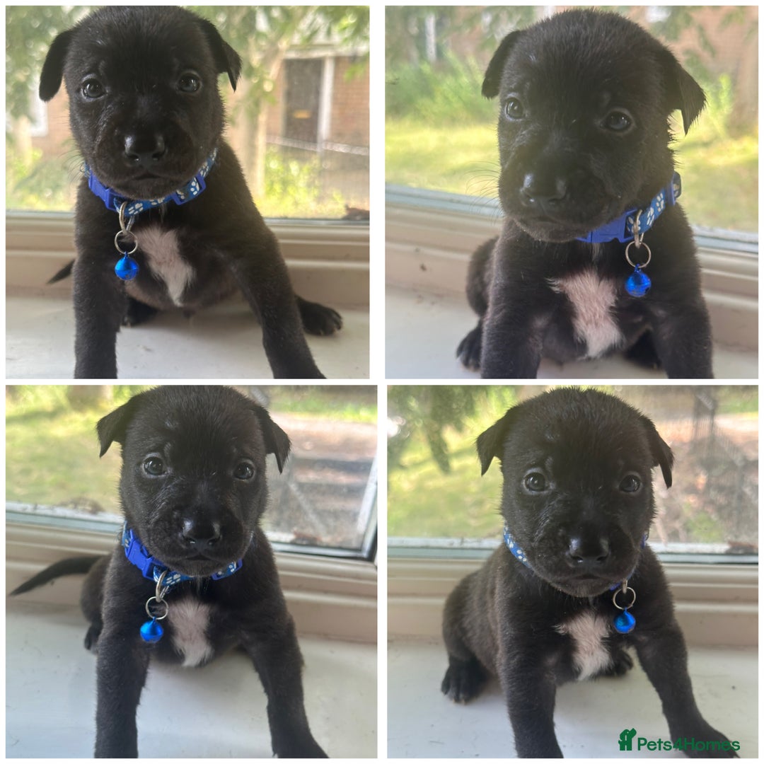 Mixed Breed dogs for sale: Staffy x Belgian Malinos  - Image 6