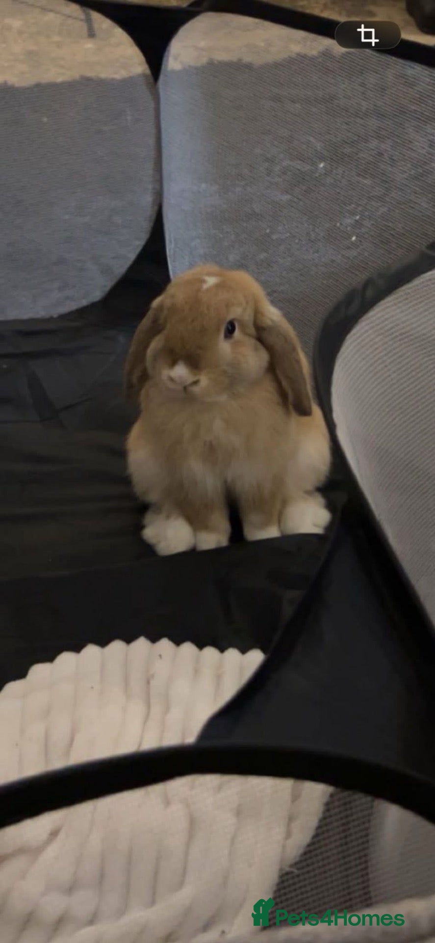 Mini Lop rabbits 1 year old male Mini lop  - Advert 4