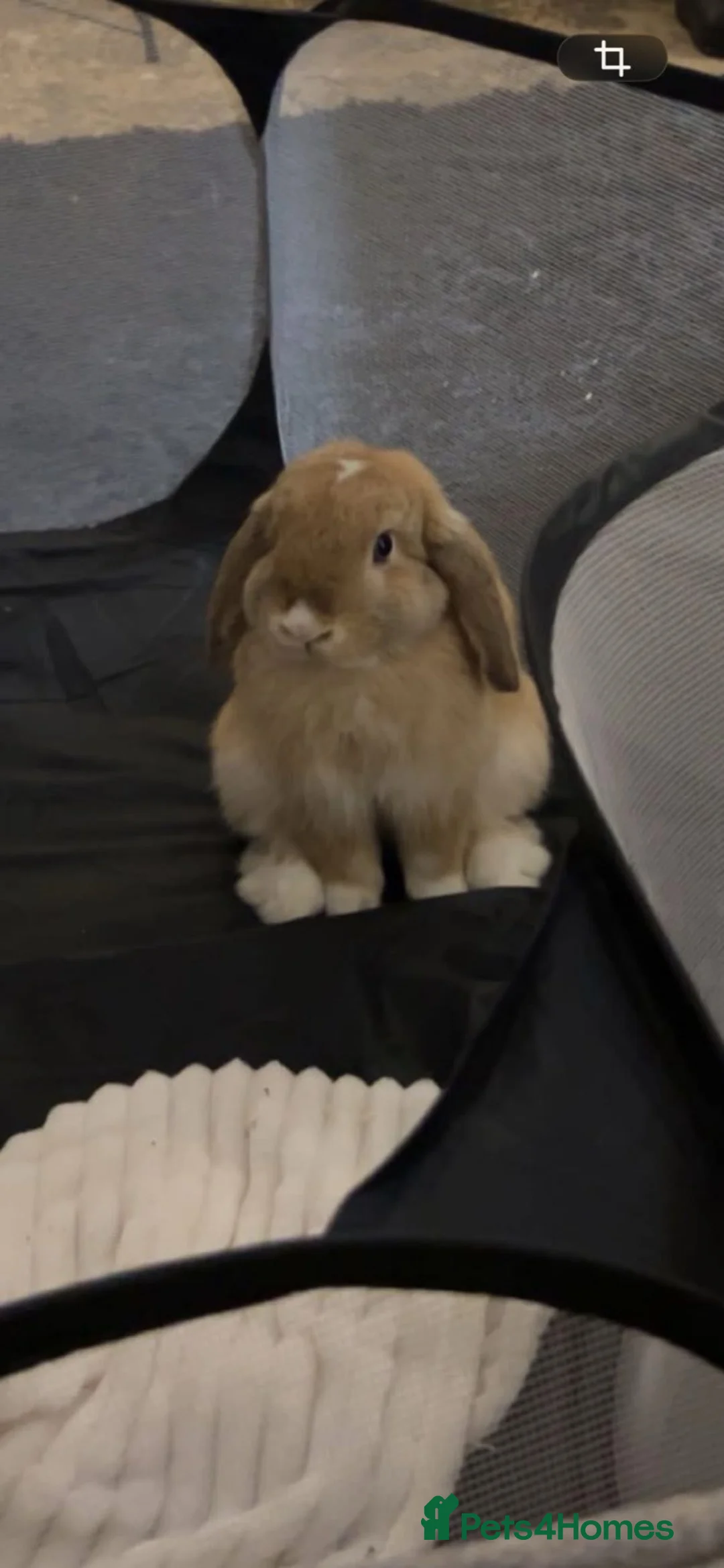 Mini Lop rabbits for sale: 1 year old male Mini lop  in Nottingham - Advert 1