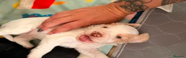Cocker Spaniel 3