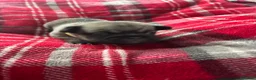 Pug dogs for sale: Beautiful Pug Puppies for Sale - Advert 40