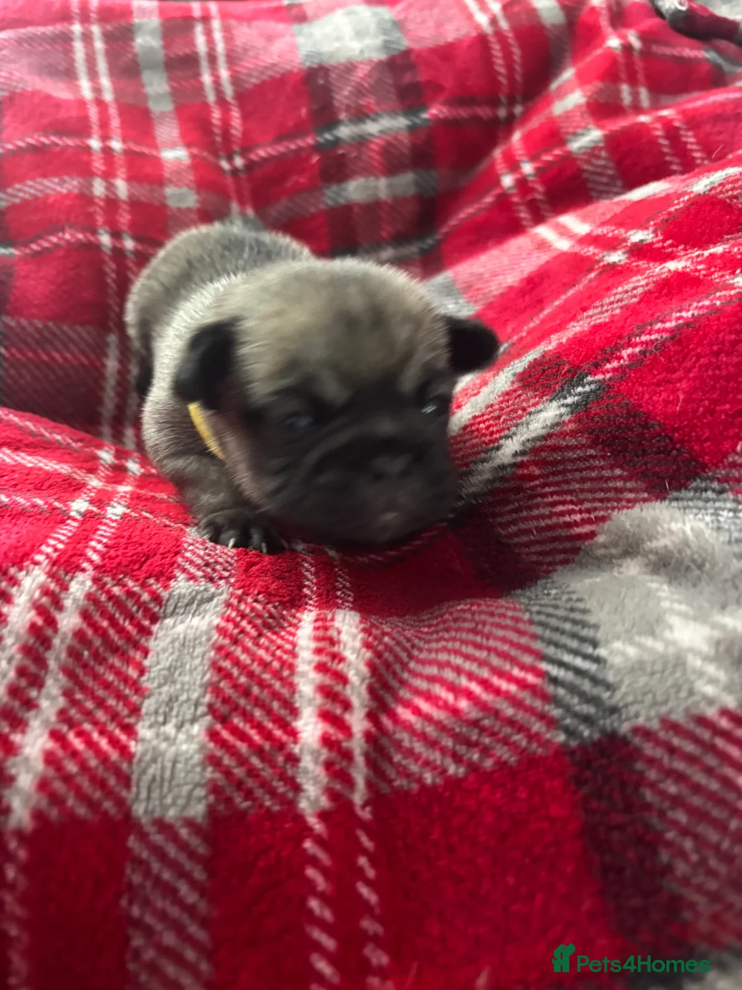 Pug dogs for sale: Beautiful Pug Puppies for Sale - Advert 40