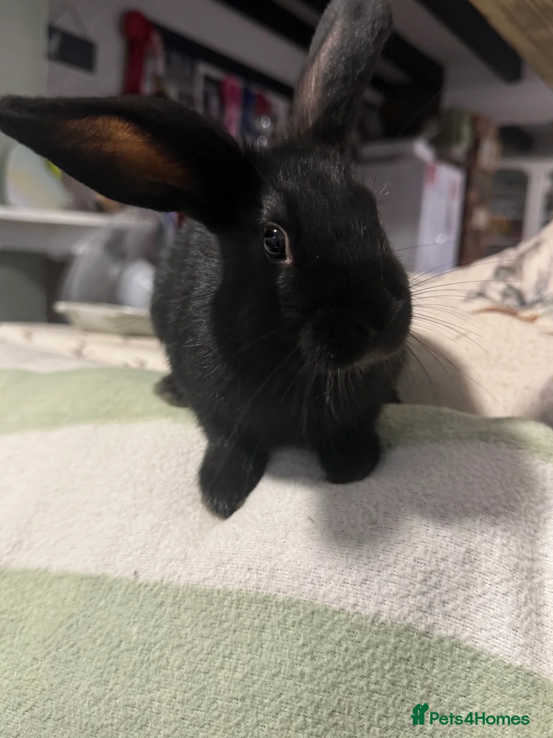 Mini Lop rabbits for sale: Super friendly baby bunnies. VACCINATED - Advert 8