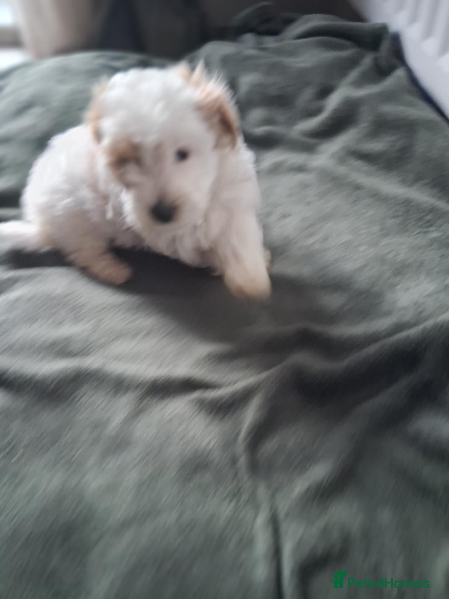 Maltipoo dogs Stunning Maltipoo Puppy - Advert 9