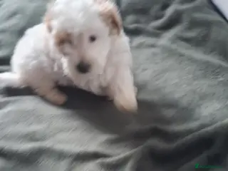 Maltipoo dogs Stunning Maltipoo Puppy - Advert 9