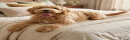 Labradoodle dogs for sale: Stunning Multigenerational Doodles Licensed - Advert 5