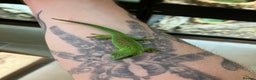Gecko reptiles for sale: Crimson Giant Day & Chahoua Mossy Geckos - Advert 2