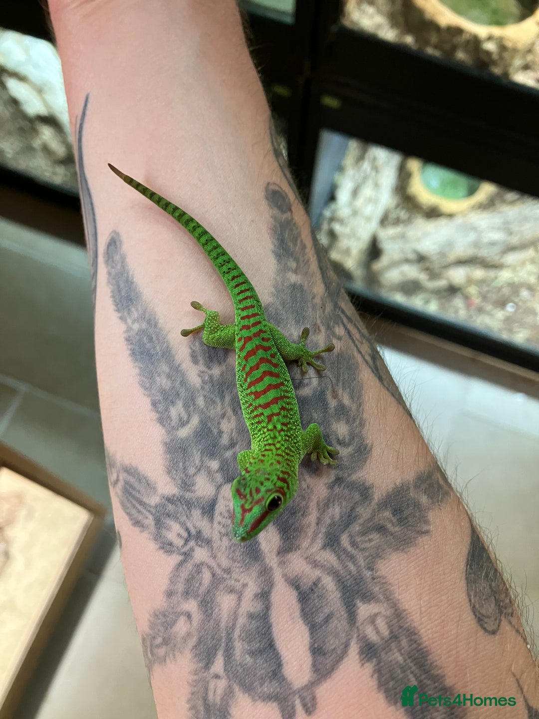 Gecko reptiles for sale: Crimson Giant Day & Chahoua Mossy Geckos - Image 2