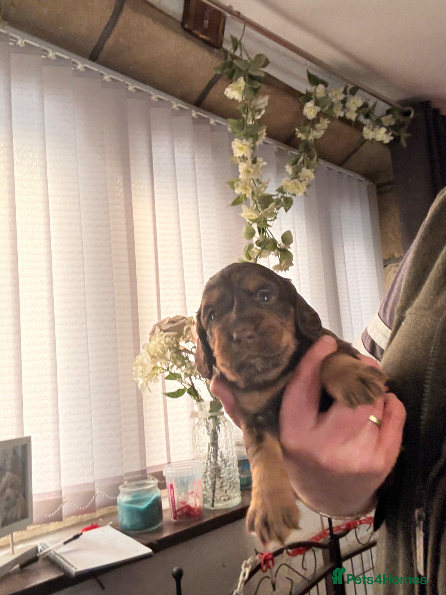 Cocker Spaniel dogs Stunning dna tested cocker spaniels  - Advert 1