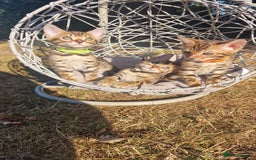 Bengal cats for sale: 3 Gorgeous Bengals kittens 😻😻❤️❤️❤️ - Image 2