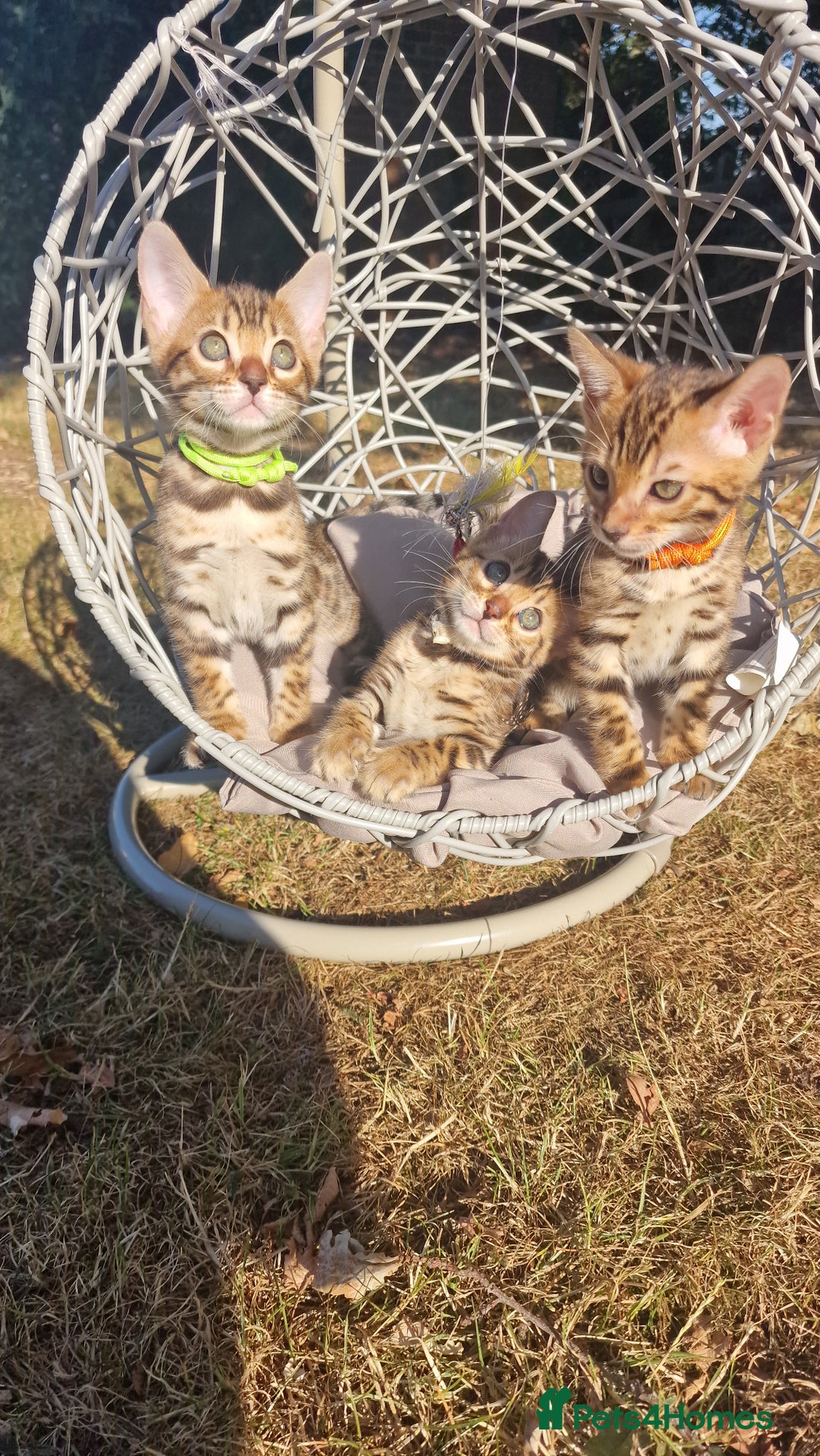 Bengal cats for sale: 3 Gorgeous Bengals kittens 😻😻❤️❤️❤️ - Image 2