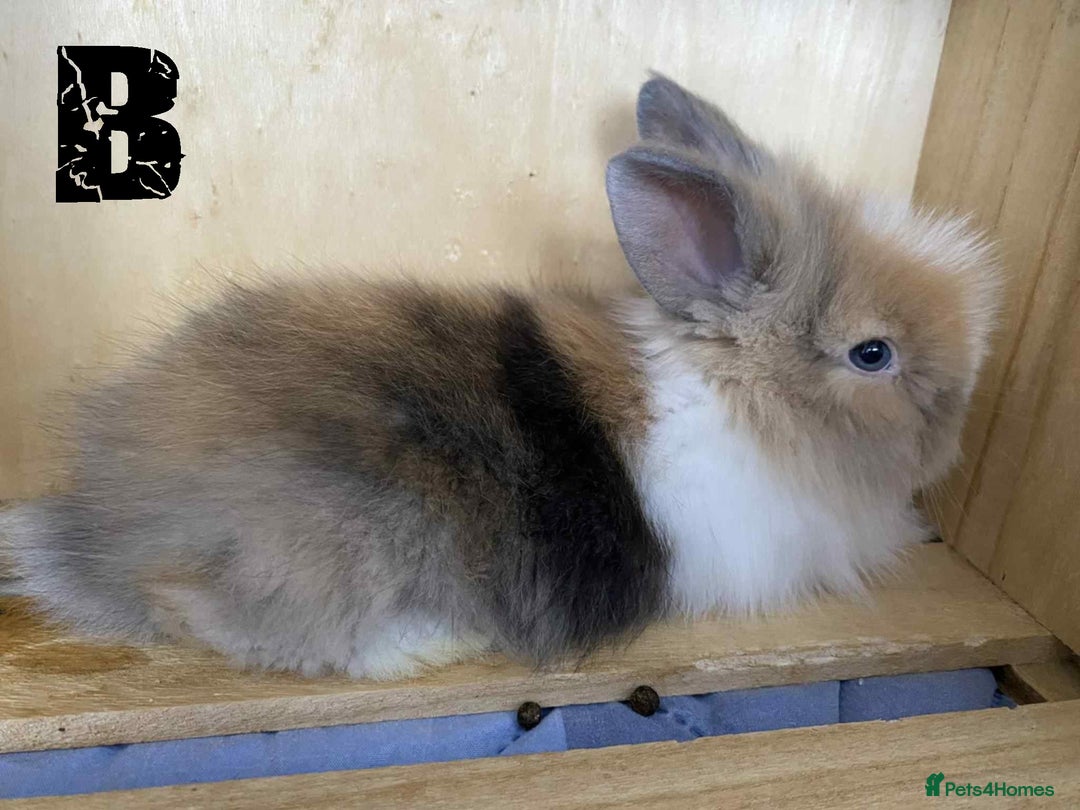 Lionhead rabbits for sale: Pure Breed Fluffy Double Mained Lionhead Kits - Image 6